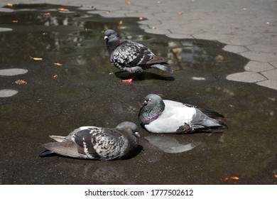 Pigeons Sitting In NYC Park