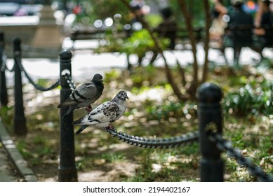 Pigeons Sitting On A Chain Fence In An Urban NYC Park