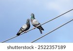 pigeons sitting on electrical wires with blue sky in background          