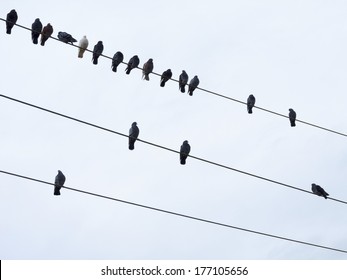 Pigeons sitting on electrical wires and clear sky