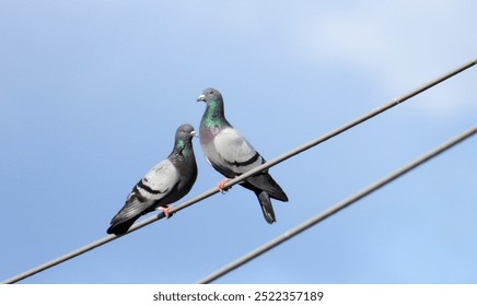 pigeons sitting on electrical wires with blue sky in background          