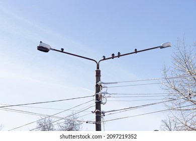 Pigeons Are Sitting On A Light Pole