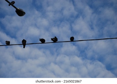 Pigeons Are Sitting On A Wire. Several City Birds Sit On A Thick Wire Stretched Between Lampposts. Birds Of Black Gray Color Look In Different Directions, Blue Sky From Above With Small White Clouds.