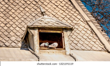 Pigeons Sitting In A Pigeon House Window On The Sun At Quinta De La Fuente Del Berro City Park In Madrid, Spain. Birds Came Out To The Sun In Spring To Warm Up.