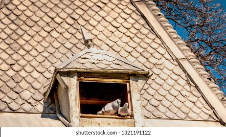 Pigeons Sitting In A Pigeon House Window On The Sun At Quinta De La Fuente Del Berro City Park In Madrid, Spain. Birds Came Out To The Sun In Spring To Warm Up.