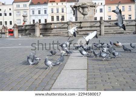 pigeons in the square of Premysl Otakar II. in city of Ceske Budejovice Budweis czech republic, center of Europe