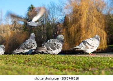 Pigeons Standing By The River Of Loing In Moret Sur Loing Village, And One Pigeon Flying Away