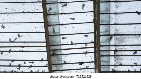 Pigeons Standing And Walking On Glass Roof Of Former Railway Station, Bath, UK