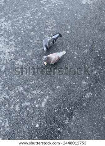 Pigeons in the street fighting for food. Up view