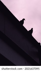 Pigeons taking a break on a roof with a Sunset in the Background. - Shutterstock ID 2021637095