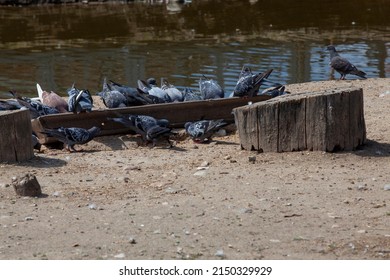 pigeons that eat from the trough for feeding animals and birds in the zoo, a large number of pigeons that eat food for other birds and animals