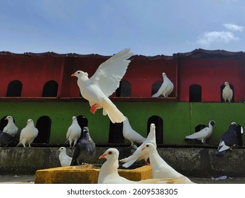 Pigeons in their coop. pigeons exhibiting various behaviors: flying, landing, standing, and resting around their coop. the natural movements and interactions of these birds . dove . 