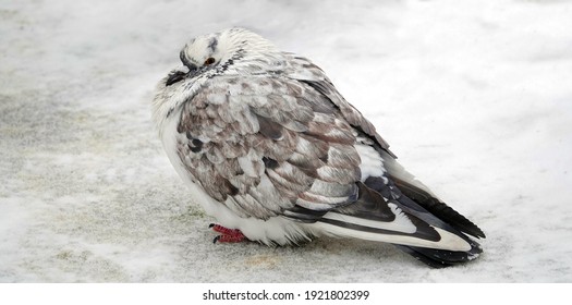 Pigeons Try To Keep Warm In Winter By Puffing Up And Ruffling Their Feathers