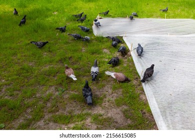 Pigeons are trying to peck seeds on a freshly planted lawn. White fabric protect it from birds and ultraviolet radiation.