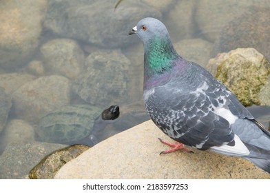 Pigeons And Turtles In A Japanese Park