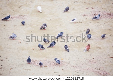 Pigeons walk on the ground on the beach by the sea in Cyprus