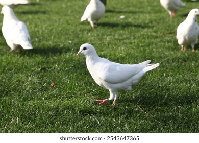 Pigeons walking and flying in the square, white doves - Powered by Shutterstock