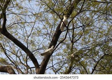 Pigeons walking and flying in the square, white doves - Powered by Shutterstock