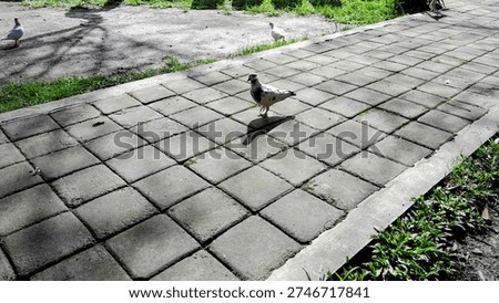 Pigeons Walking on Concrete Block Pathway Outdoor Scene