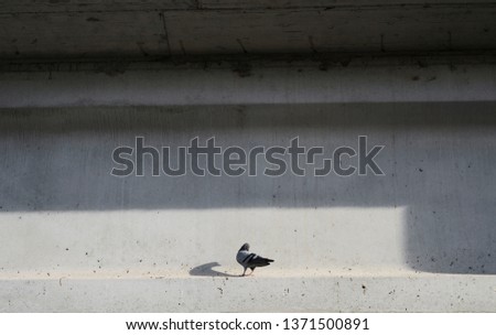 Image, Stock Photo street bird Animal Facade