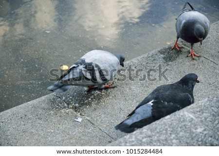 Similar – Image, Stock Photo romantic walk!!! Pigeon