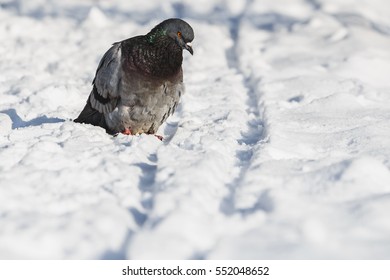 pigeons-winter-help-birds-cold-260nw-552048652.jpg