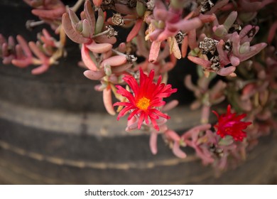 Pigface Cottage Garden Plant. Drought Tolerant. Low Water Use Garden. Bright Pink Flowers. Full Bloom.