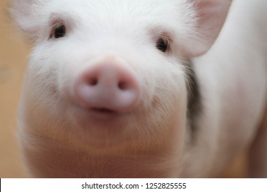 Piggy Close-up. Portrait Of A Cute Pig. Piglet Is Smiling