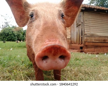 Piggy looking at the camera