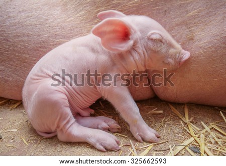 Piggy on the Mother's background