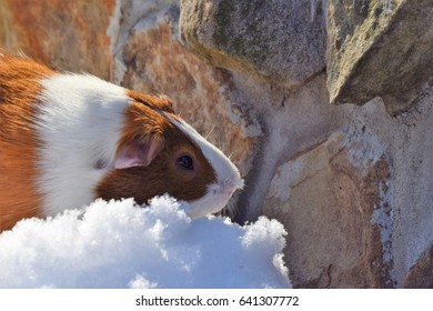 Piggy In The Snow Buddy The Guinea Pig In The Maryville Tn Snow