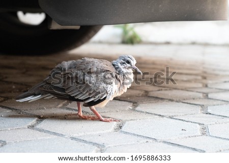 A pigion bird is walking under a car