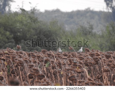 Pigion  Dove on the field of sunflowers