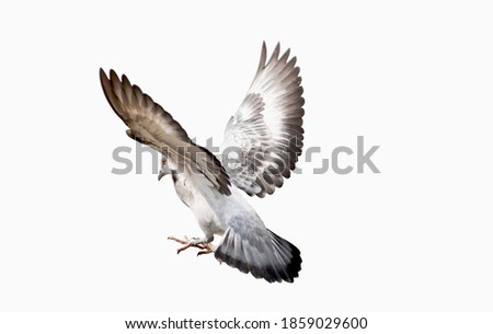 Pigion in flight isolated on white background