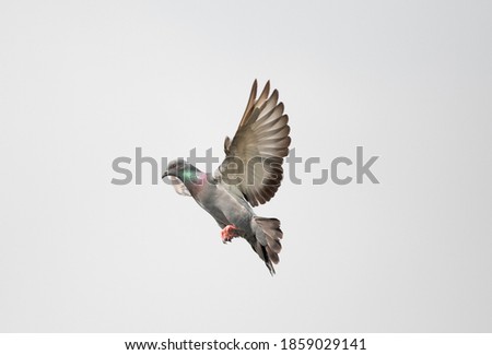 Pigion in flight on white background