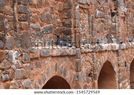 A Pigion settlement - Pigion In makes its own settlement in old fort- A pic from Historic Stepwells, Agrasen ki Baoli in New Delhi, India