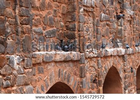 A Pigion settlement - Pigion In makes its own settlement in old fort- A pic from Historic Stepwells, Agrasen ki Baoli in New Delhi, India