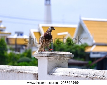 Pigion in the temple bird