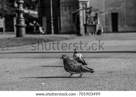 Pigions