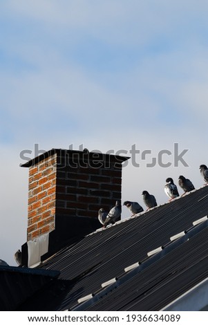 Pigions sitting on a rooftop by a chimney