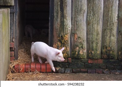 Piglet Cuddled Up For Warmth.