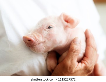 piglet cuddling with bredder, baby