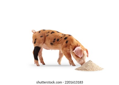 Piglet Eating From A Pile Of Grain Livestock Food Isolated On White Background