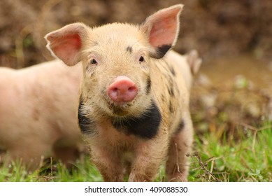 Piglet Face, Close Up