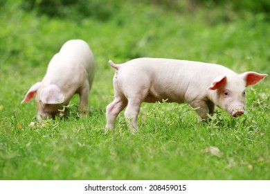 Piglet In Grass Outdoor