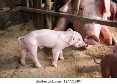 Piglet kissing mother