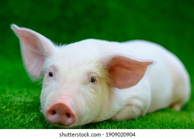 Piglet Lying On Green Grass