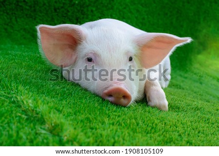 Piglet lying on green grass