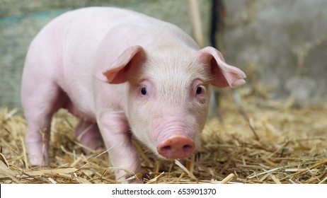 A Piglet Newborn Standing On A Straw In The Farm. Concept Of Biological , Animal Health , Friendship , Love Of Nature . Vegan And Vegetarian Style . Respect For Animals.