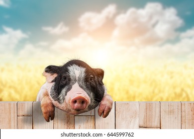 Pig Funny Hd Stock Images Shutterstock